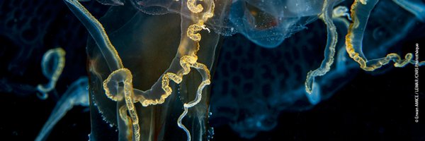 CNRS_dr17 Profile Banner