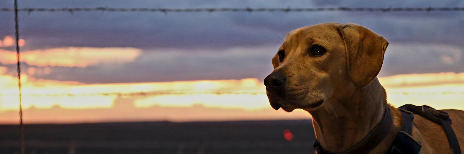 daveryca's profile banner image