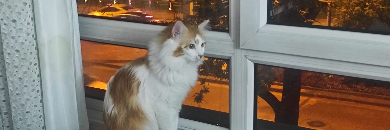 hozlemm's profile banner image