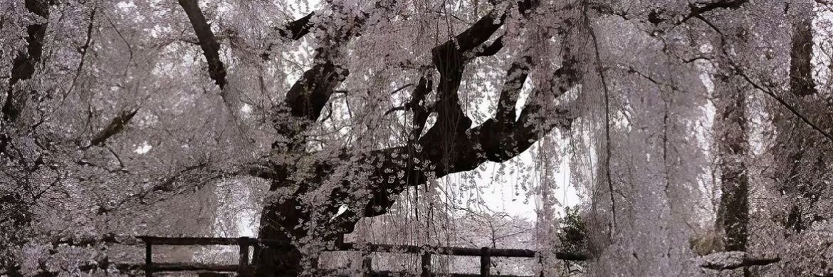 oohlongtee's profile banner image