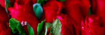 sa3d0744's profile banner image