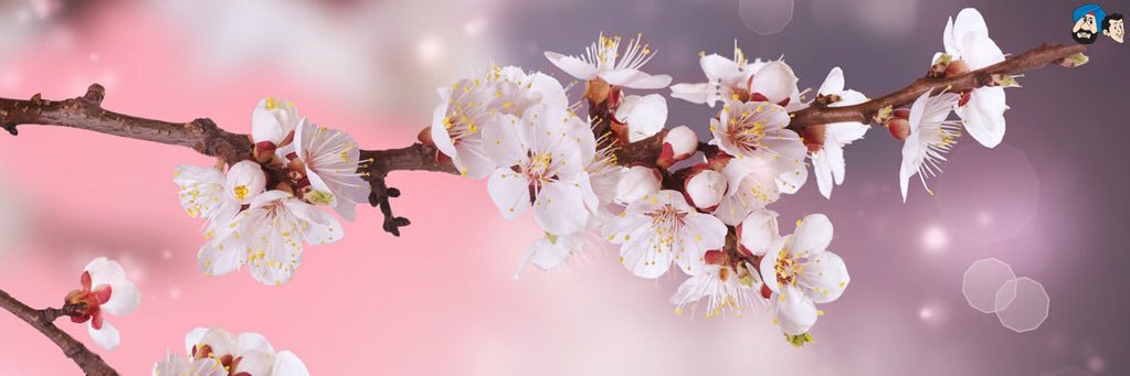 BarbiePrints's profile banner image