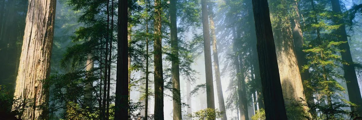 Baldwini's profile banner image
