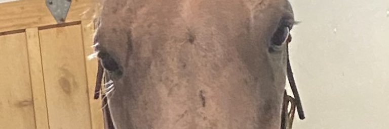 Dari Alexander banner