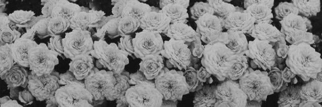 _ElenaBanks's profile banner image