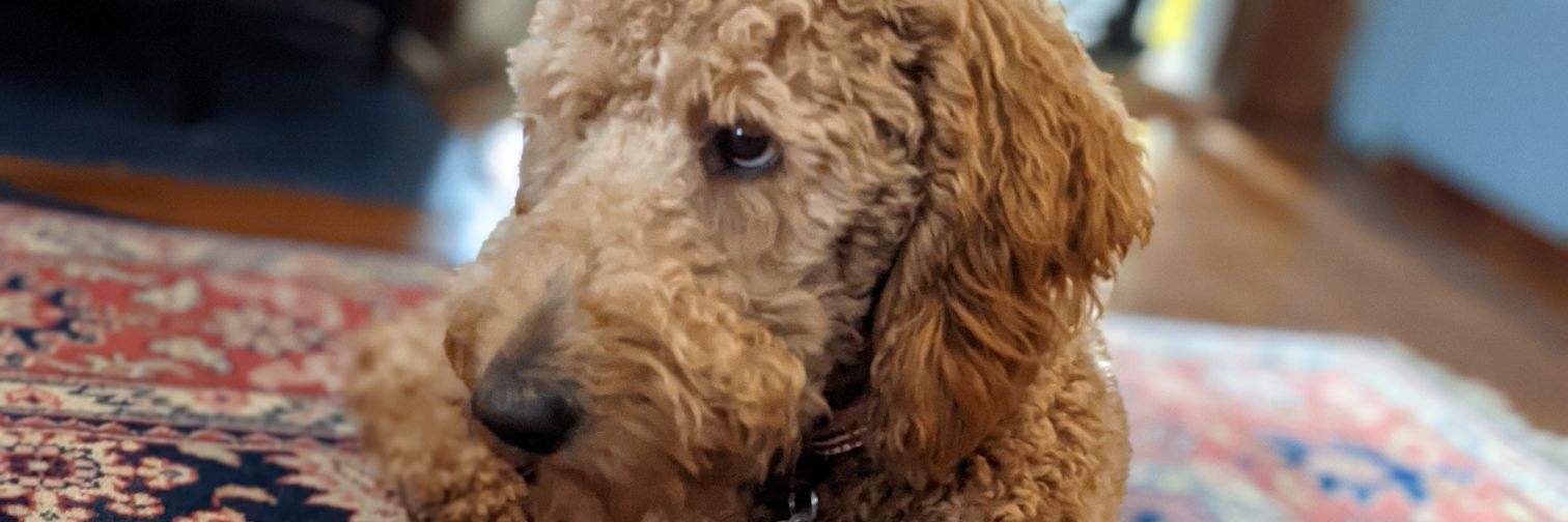 Josh Pollock 🌱🌵🌲 banner