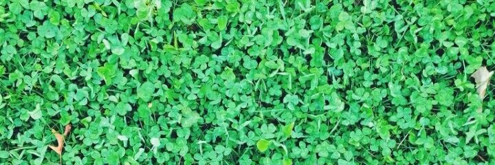 wesofree's profile banner image