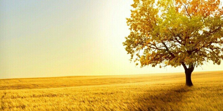 ip_mimi's profile banner image