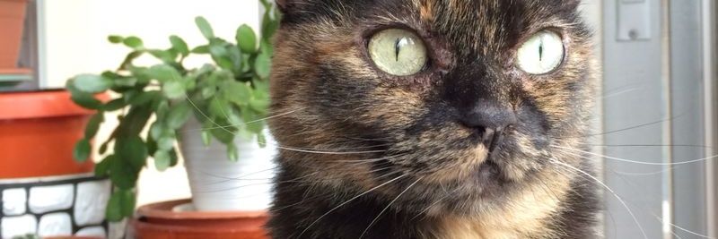 merche de la calle banner