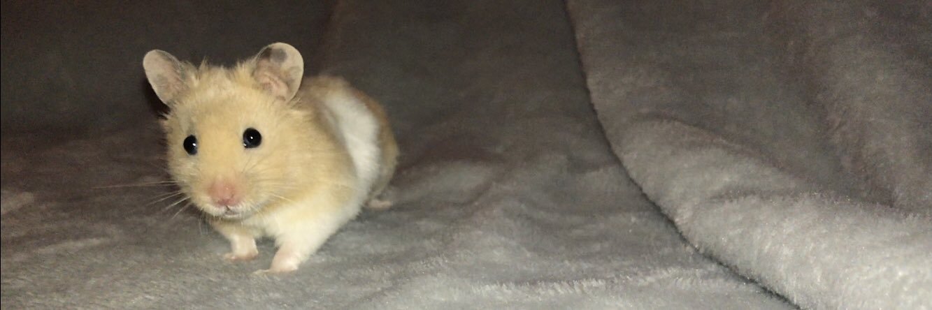 kayewilsom's profile banner image