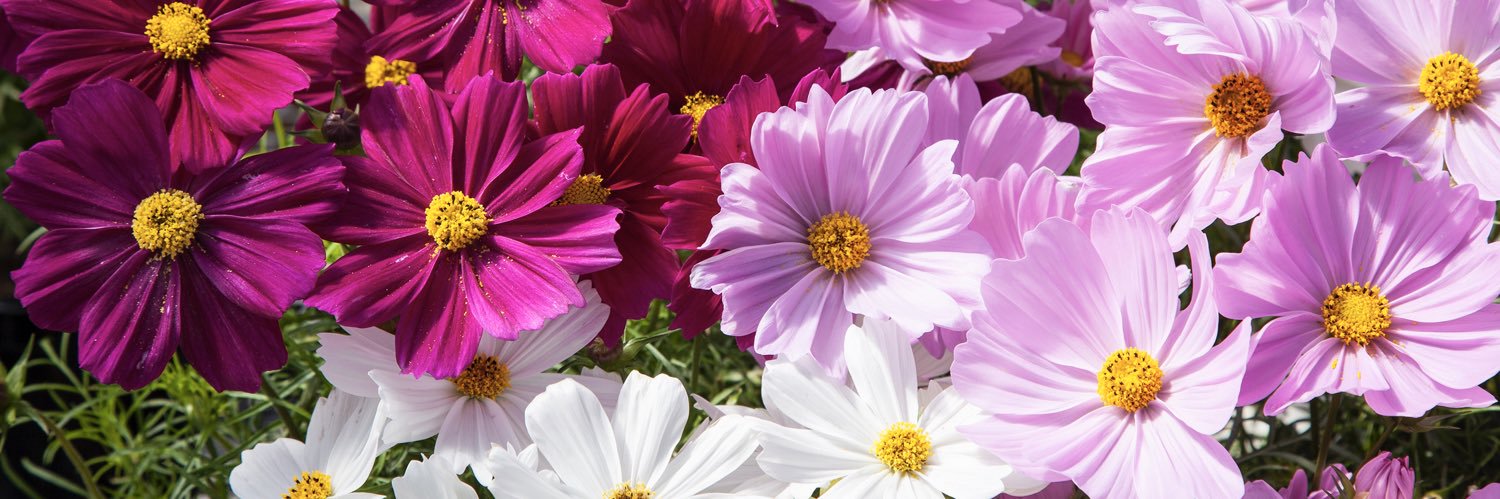 brooksideplants's profile banner image