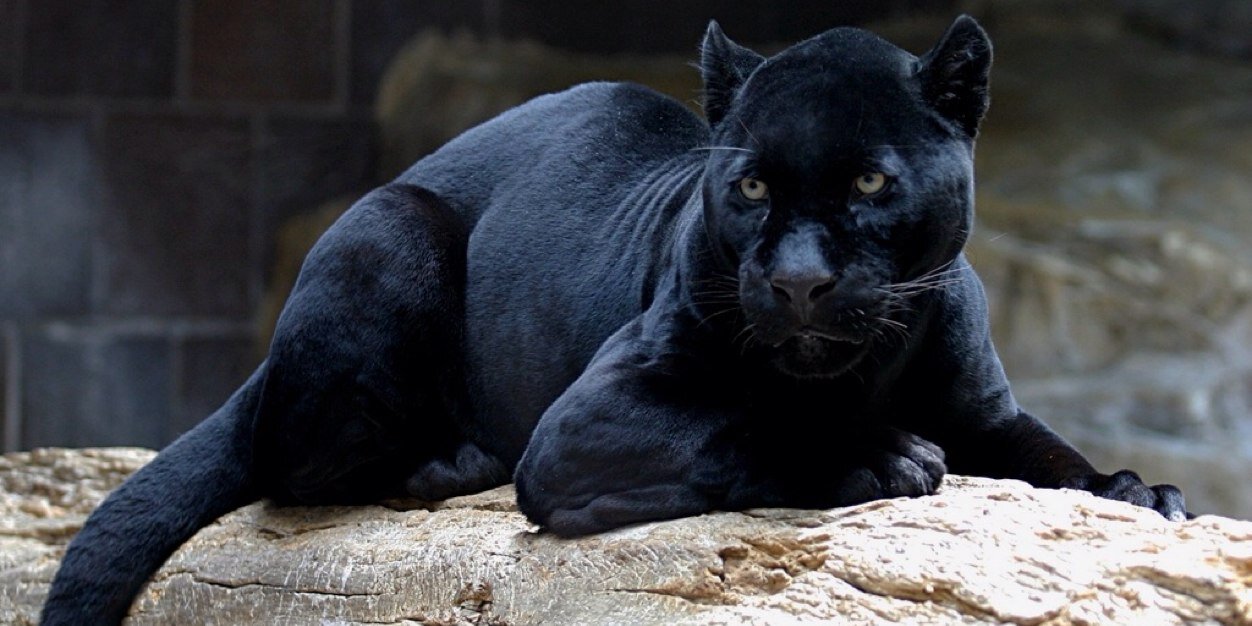 CF_PantherCity's profile banner image