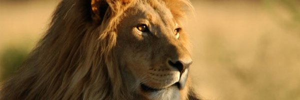 Isaac_Currie Profile Banner