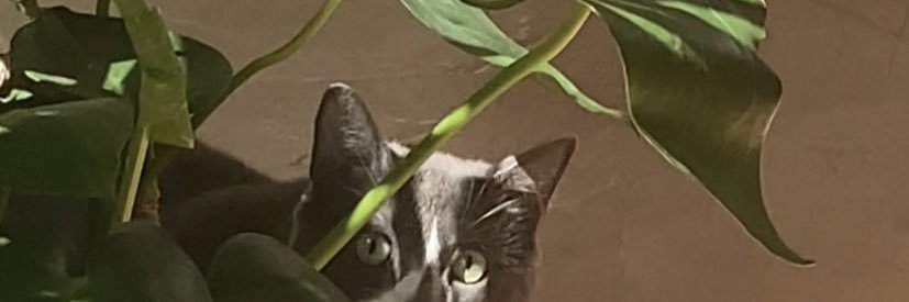 ryanwaltzz's profile banner image