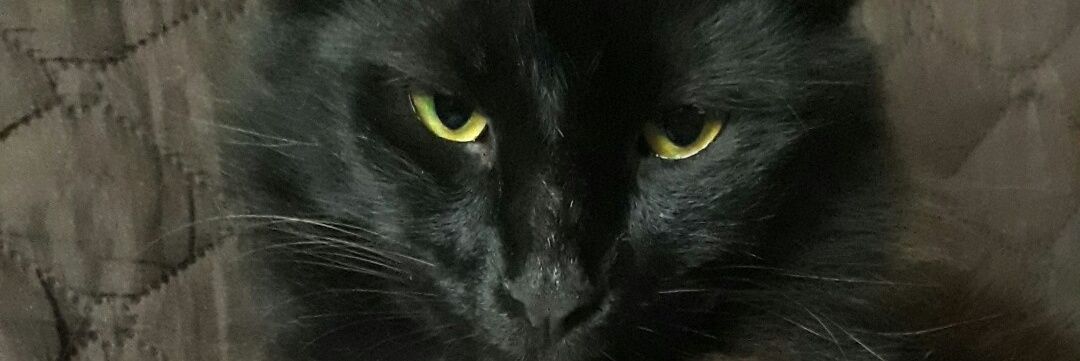 _phael's profile banner image