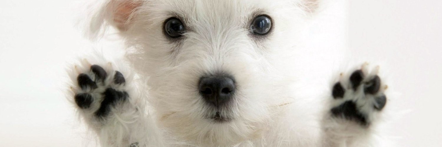 kathy_evs's profile banner image