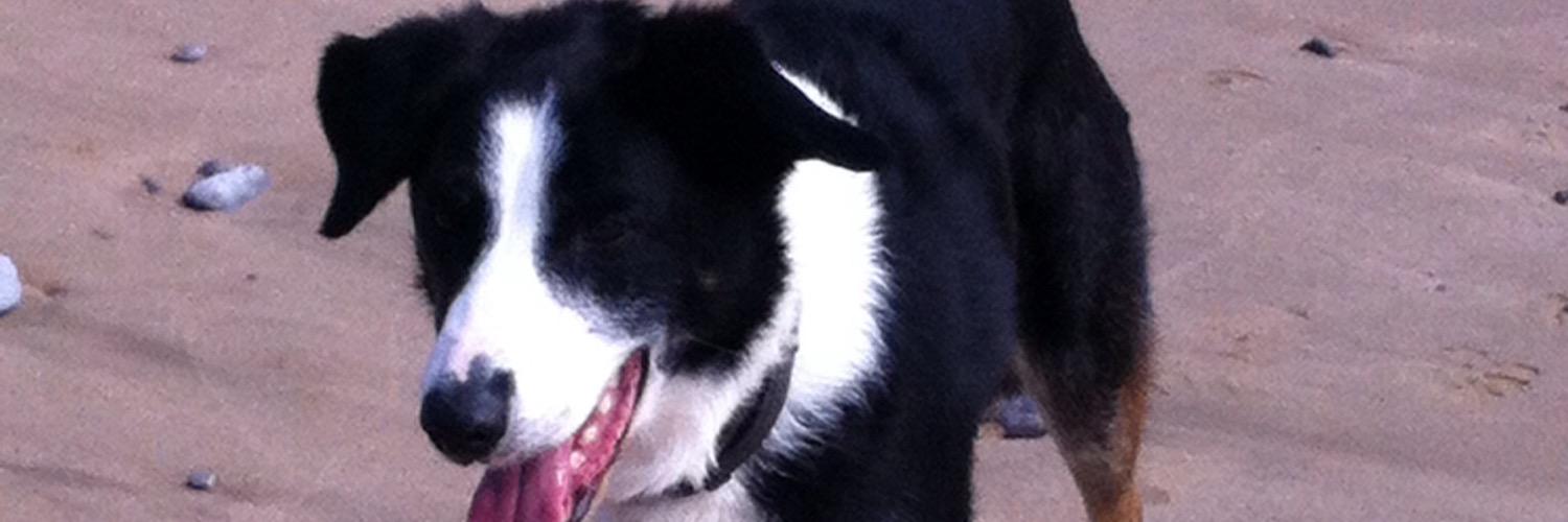 sharonmcglad's profile banner image