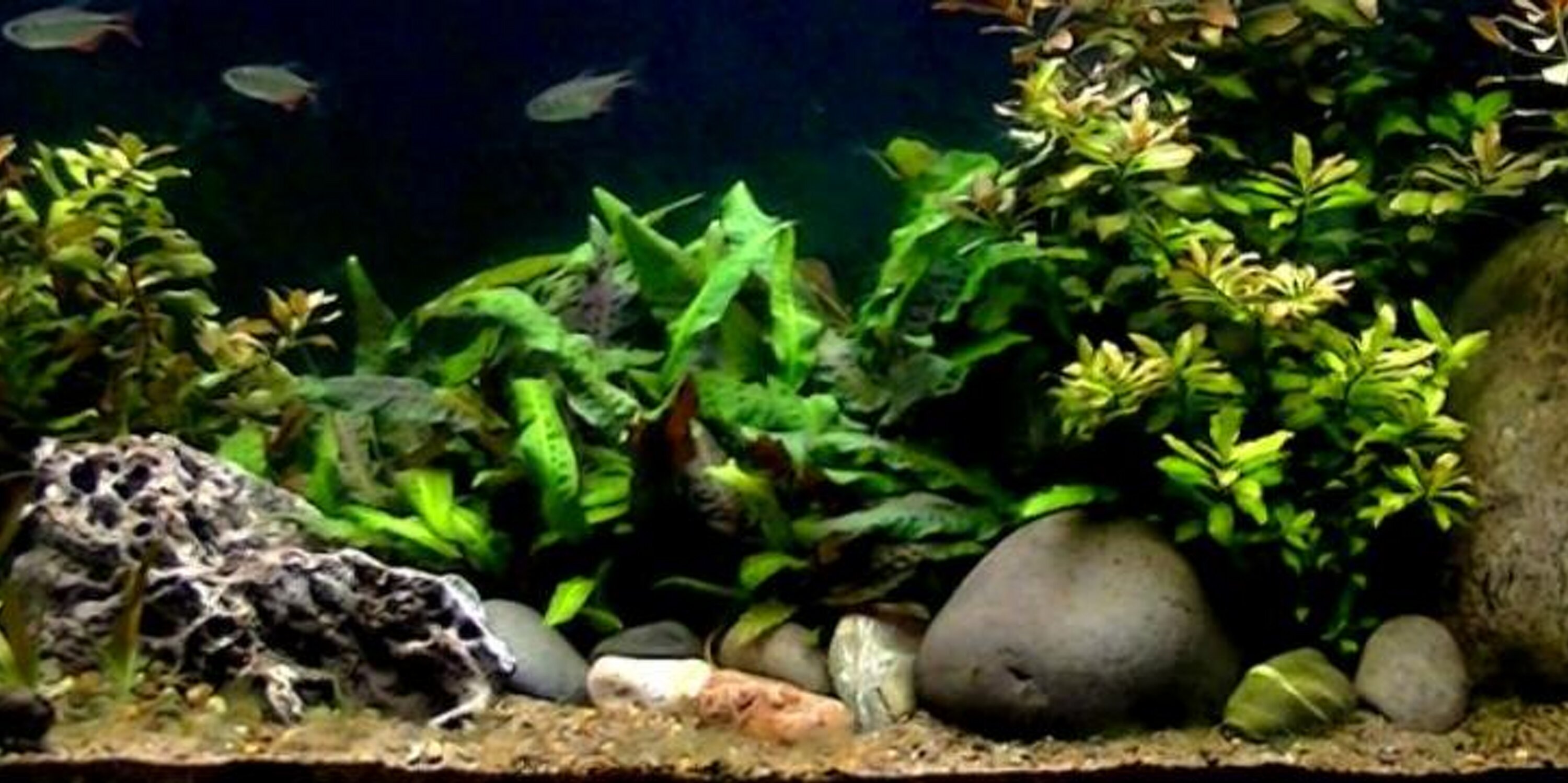 DIYAQUAPROS's profile banner image