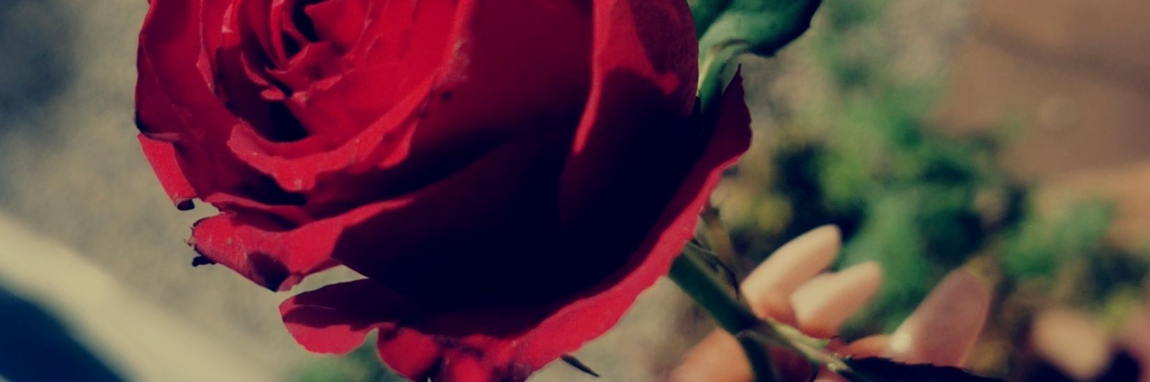 Fierce_fiffy's profile banner image