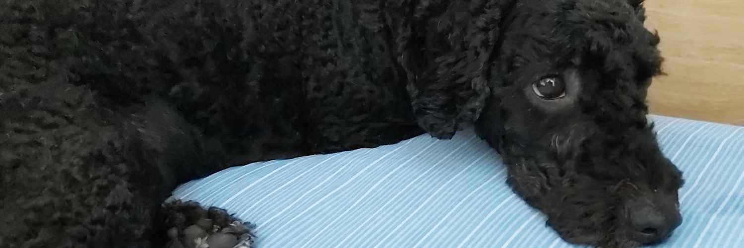 Jackituss's profile banner image