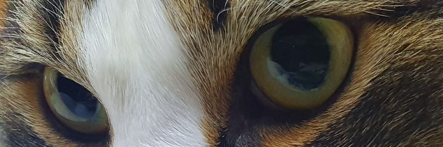 crocus1209's profile banner image