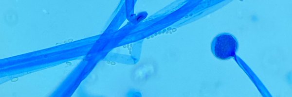 alfredomaldo Profile Banner