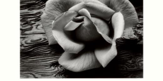 torri garrett  banner