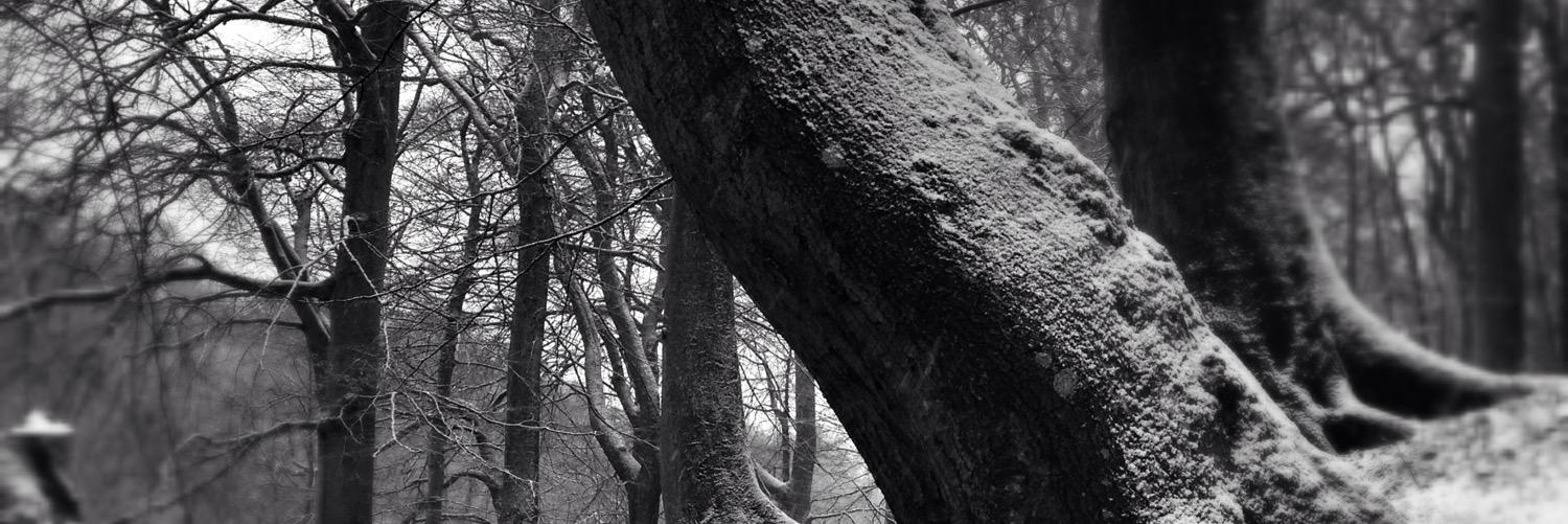 LarsOstenfeld's profile banner image