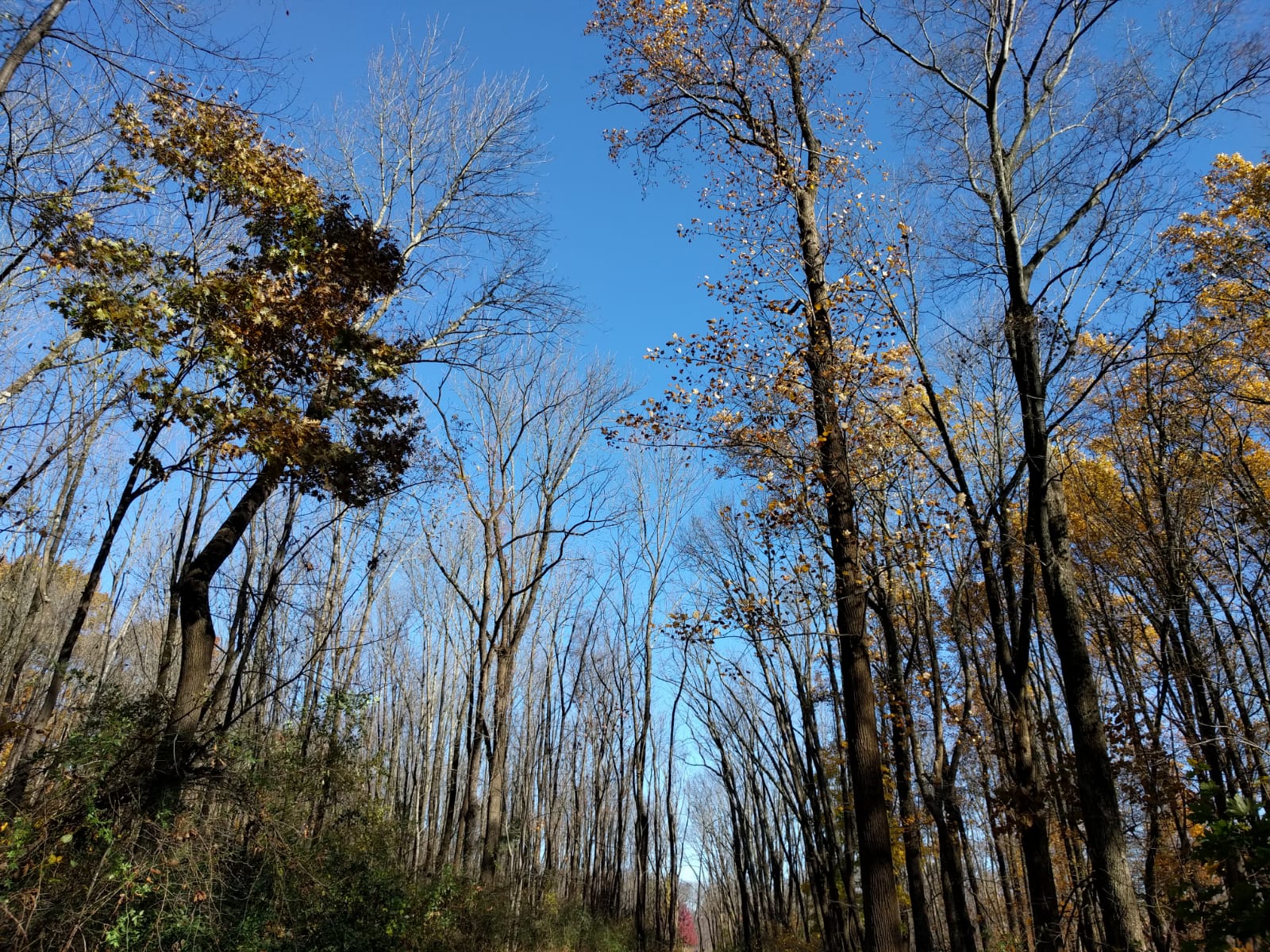 Tia Biju da Rua da Ponte 🦩🍫🍰 banner