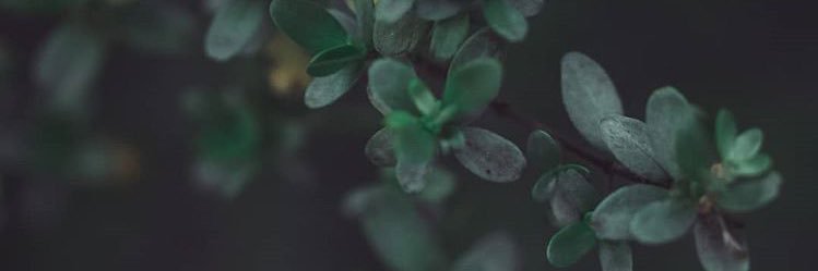 themist0o's profile banner image