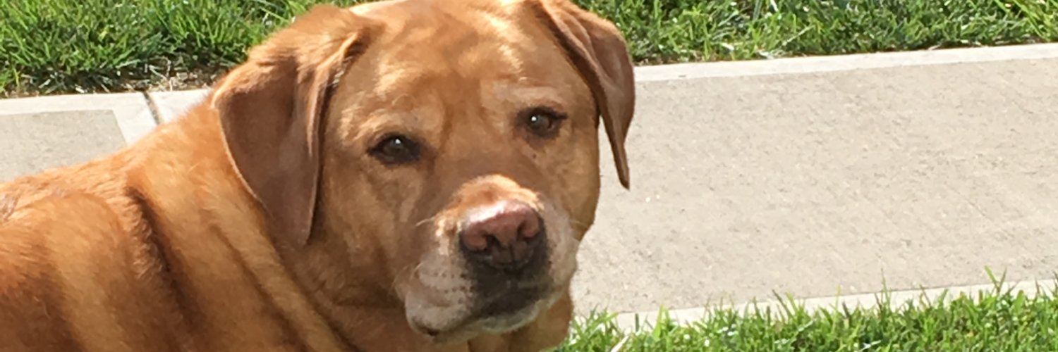 XRPhope's profile banner image