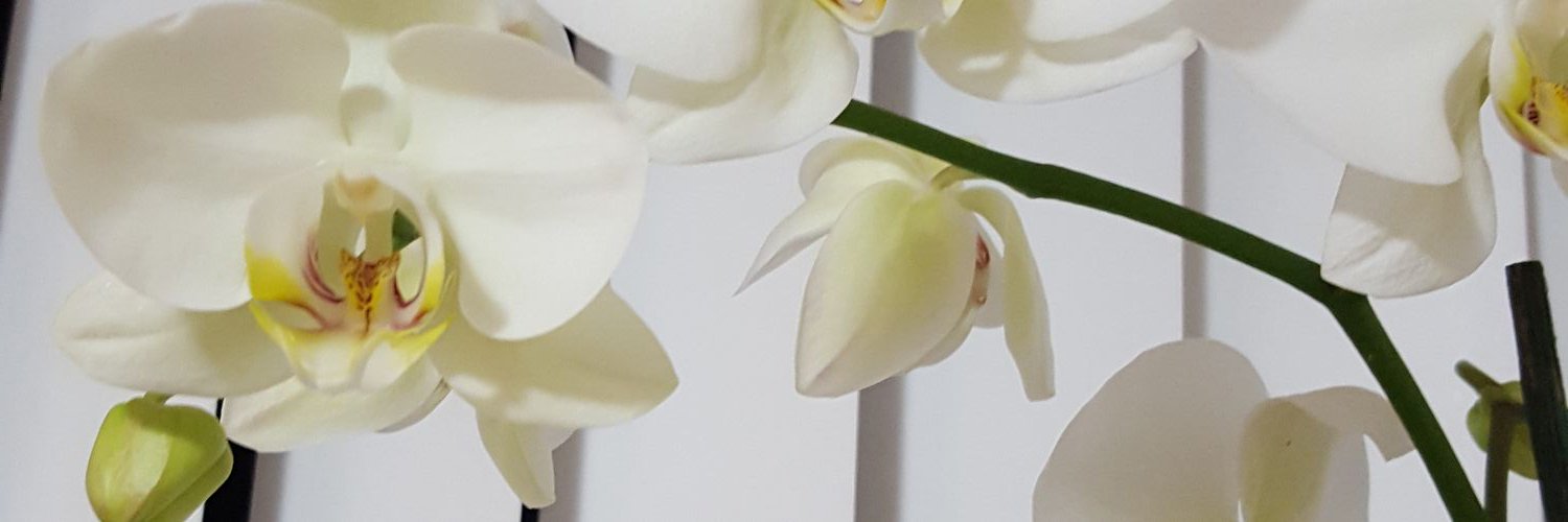 gajazaca's profile banner image
