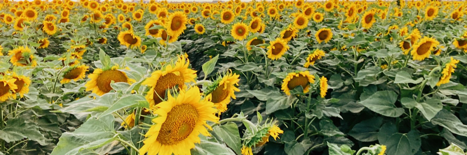 sunflower_flame's profile banner image