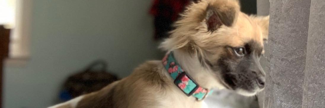 lexiesapp's profile banner image