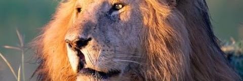 PMuuo's profile banner image