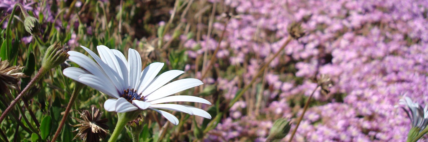 leydydiossa's profile banner image