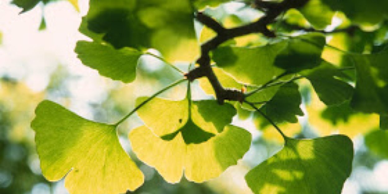 Brittanni Loux banner