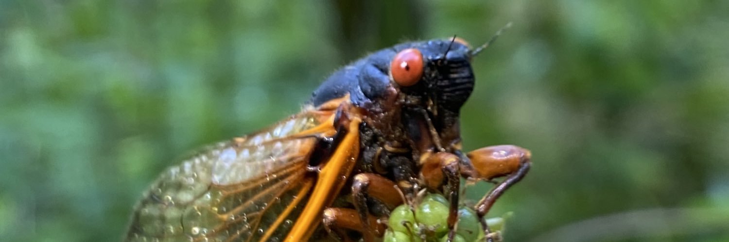 Michael Freeman banner