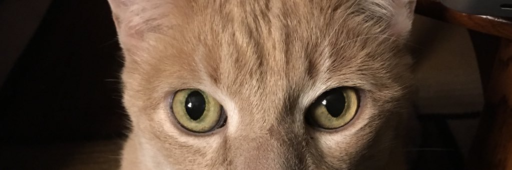 wsneeth1's profile banner image