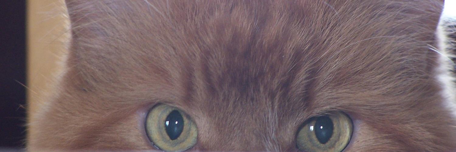 frankbret's profile banner image