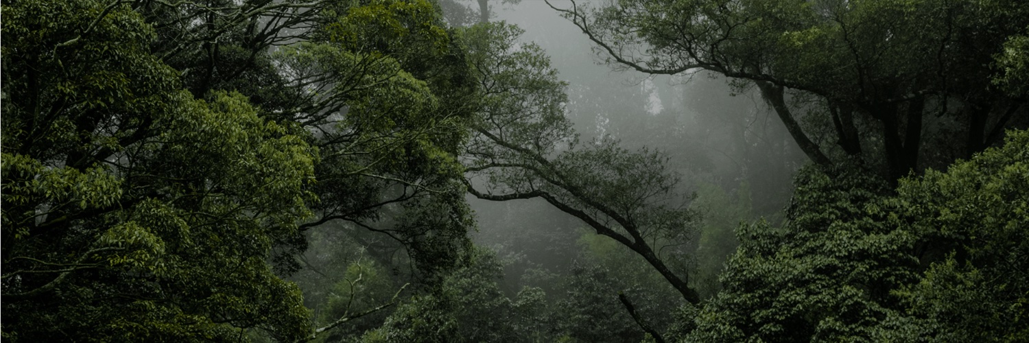 Sachamamaorg's profile banner image