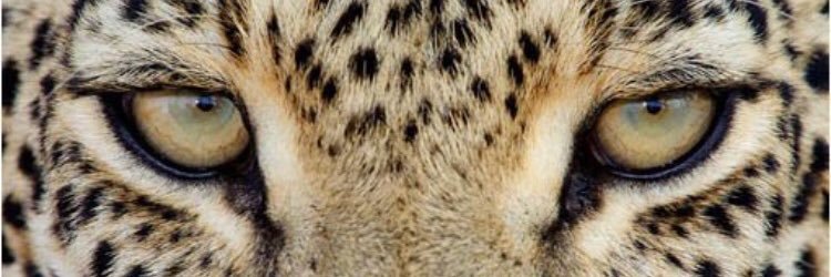 Ailalm's profile banner image