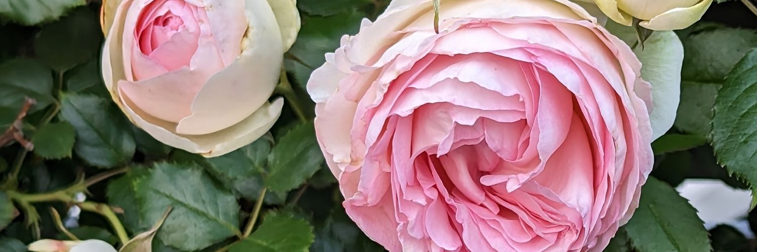 Fragile Shadow banner