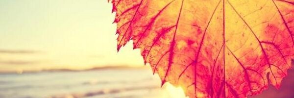 rekko15 Profile Banner