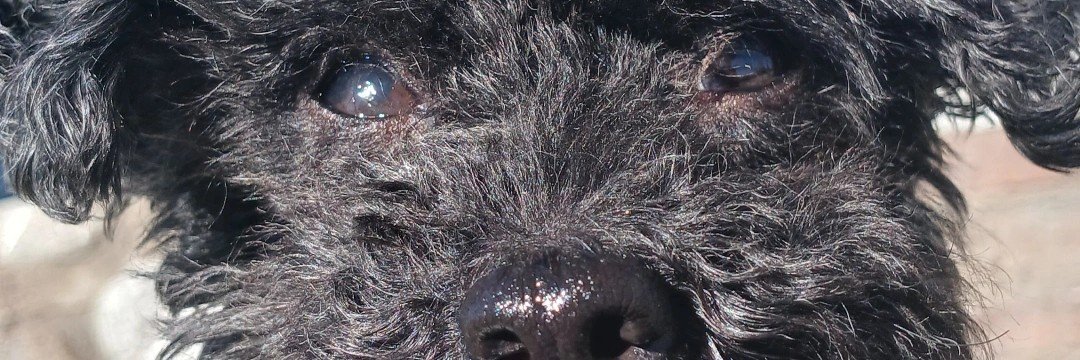 Lucilaabelen's profile banner image