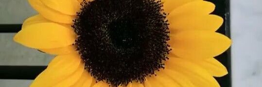 Jusiqueiraz's profile banner image