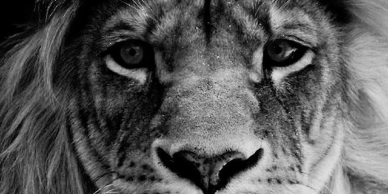 24caglr's profile banner image