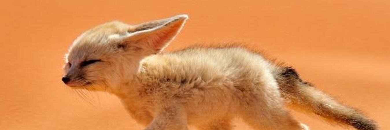 feeyarcat's profile banner image