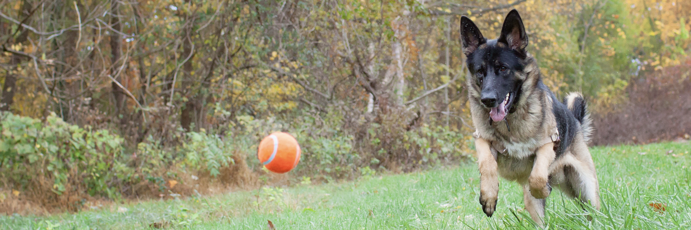 charitypaws's profile banner image