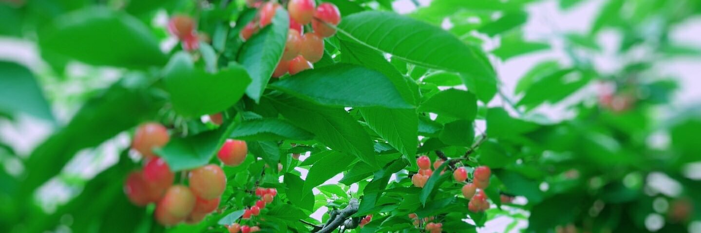 23_yuuka's profile banner image